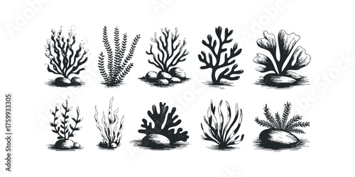 Marine flora collection on white background