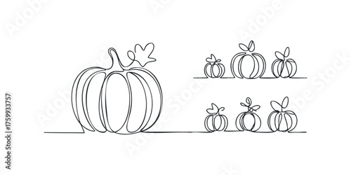 Continuous Line Drawing of Pumpkins and Gourds