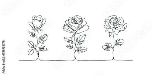 Three floral rose outlines connected with a single continuous line