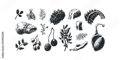 Collection of Hand Drawn Botanical Elements and Seed Pods