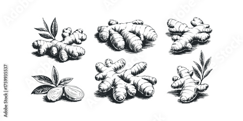 Hand Drawn Ginger Root Collection with Leaves and Slices