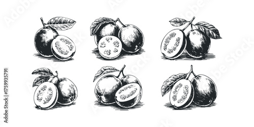 Sketch style guavas with leaves and cross sections