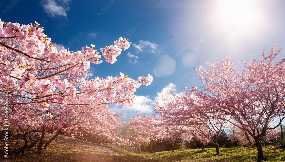 Fototapeta premium Soft Pink Cherry Blossom Trees Against Bright Sunny Sky Spring Sakura