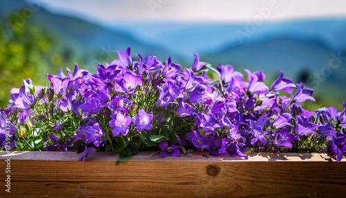 Purple Flowers Of Dalmatian Bellflower Or Adria Bellflower Or Wall Bellflower Campanula Portenschlagiana Blooming In The Wooden Box On Blurred Background Spring In Georgia Usa