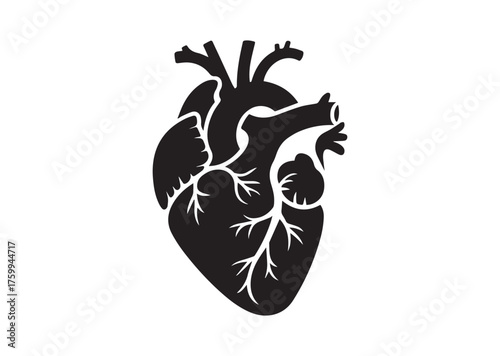 Anatomical heart icon, Anatomical heart solid vector