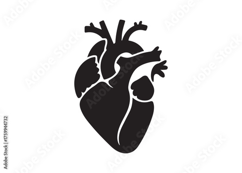 Anatomical heart icon, Anatomical heart solid vector