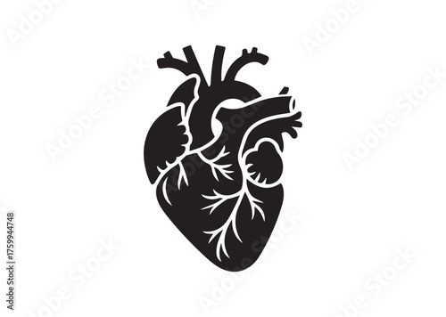Anatomical heart icon, Anatomical heart solid vector