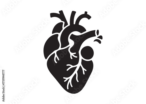 Anatomical heart icon, Anatomical heart solid vector