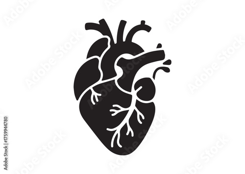 Anatomical heart icon, Anatomical heart solid vector
