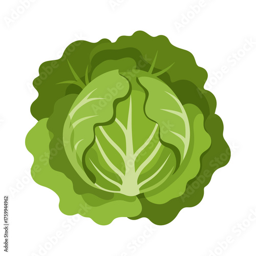 Fresh green cabbage vegetable healthy food ingredient.