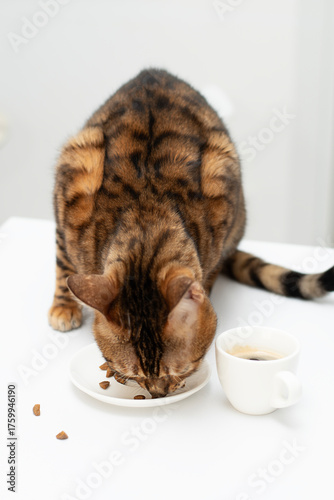 A beautiful domestic Bengal cat is captured in a close-up view as it eagerly eats food from a small saucer placed on a clean white kitchen table.