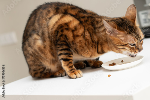 A beautiful domestic Bengal cat is captured in a close-up view as it eagerly eats food from a small saucer placed on a clean white kitchen table.