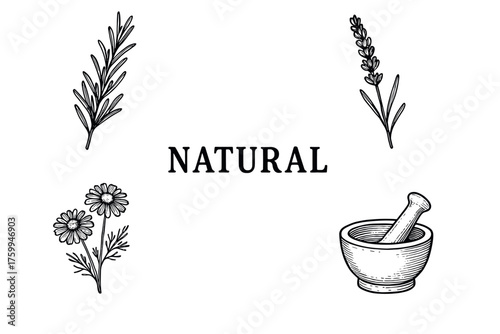 Herbal elements and mortar pestle illustration with lavender, rosemary, chamomile
