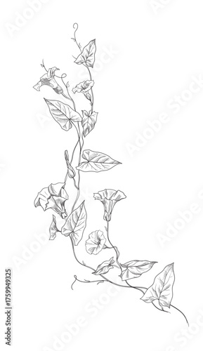 morning glory, liana and flowers. Vector illustration