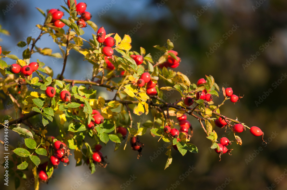 Obraz premium Ripe Red Apples on a Tree in Autumn SunlightDescription: Close-up of ripe red apples hanging on tree branches surrounded by green and yellow leaves in warm autumn sunlight.