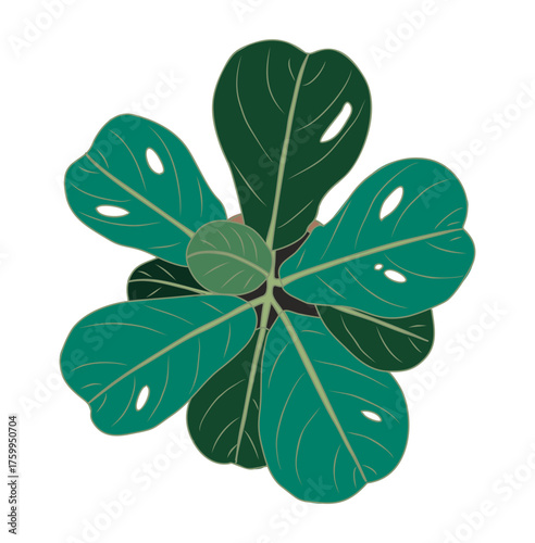 Minimalist vector illustration of a Calathea plant with  green leaves arranged in a circular pattern. Modern botanical design with smooth gradients,  lace-like cutout details on transparent background