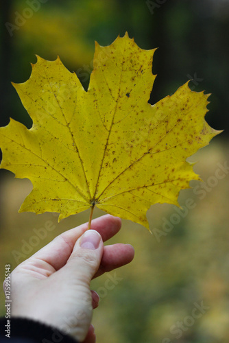 Golden maple leaf. Hand holding autumn leaf. The concept of the autumn season. Yellow leaf in the hand. Early autumn, fall October. Yellow autumn leaves. Autumn leaf background