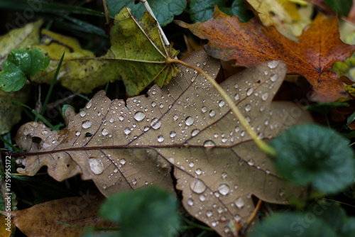 A withered fallen oak leaf in raindrops. Oak leaf lying among other leaves with raindrops. Autumn oak leaf with dew drops. Autumn leaves in nature macro photo
