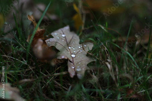 A withered fallen oak leaf with raindrops. Oak leaf lying on green grass covered with raindrops after summer rain close up. Autumn nature macro background. Autumn oak leaf with dew drops.