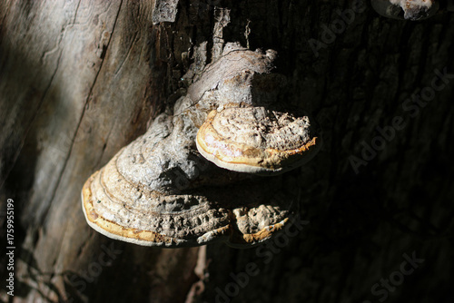 Tinder mushroom on a tree. Tinder fungus mushroom on an old tree in the forest. Parasitic fungus closeup. Tinder fungus. A large mushroom on a tree. Tree trunk with tinder mushroom.