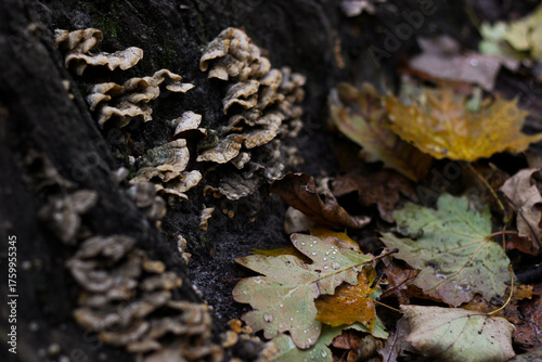 Autumn leaves and stump. Old stump overgrown with parasitic mushrooms. Fallen autumn leaves near a tree stump. Parasitic fungus on a stump. Autumn nature close up. Stereum sanguinolentum