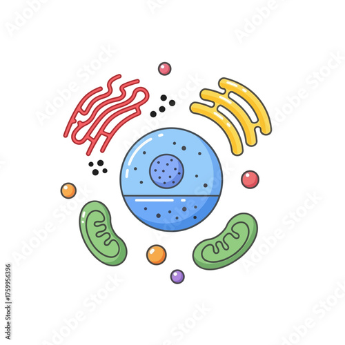 Stylized illustration of an animal cell with organelles and nucleus.