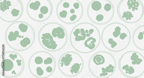Circular petri dishes contain various clusters of green organic shapes.