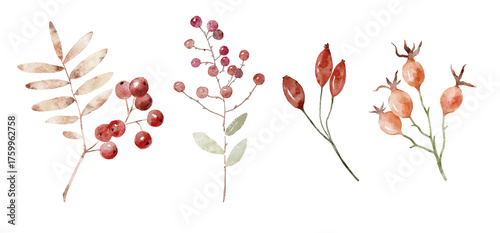 Watercolor Illustration Botanical Element Rowan and rose hip. Cozy autumn design. Whimsical vintage element in cottagecore style for invitation, social media and posters.