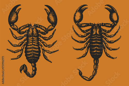 Retro grunge Scorpion halftone effect vector. collage element with vintage stippling photocopy effect. with experimental grunge dotted texture
