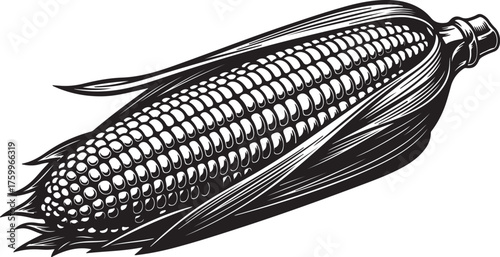 Detailed Black and White Woodcut Style Illustration of a Ripe Corn Cob maize kernel also transparent background