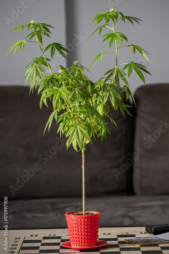 Marijuana plant grown in a small pot