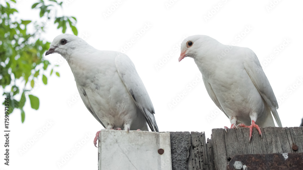 Fototapeta premium Two White Doves on Fence - Symbol of Peace, Love, Ecology and Animal Protection Projects