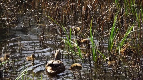 Duck with cute yellow ducklings on the pond