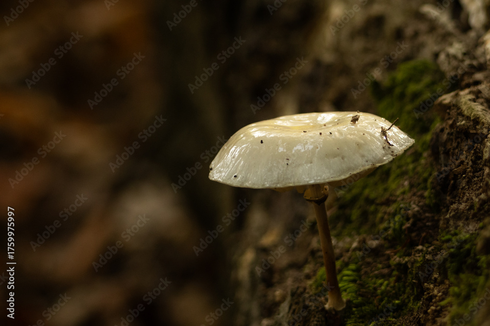 Fototapeta premium mushroom in the forest
