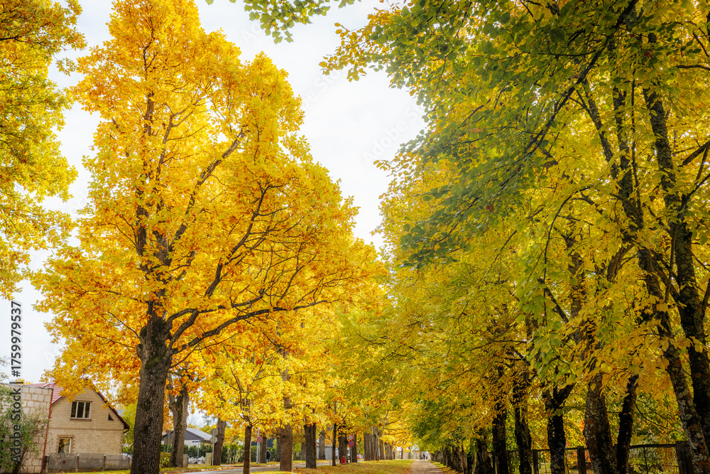 Naklejka premium A stunning canopy of trees with bright yellow and green autumn leaves fills the frame, creating a multi-layered and colorful seasonal scene. Text space is included in the sky.