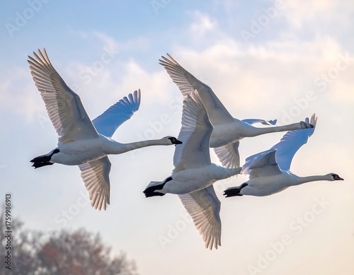 Four elegant white birds soaring gracefully across a pale, cloudy sky