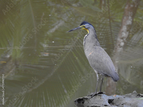 Bare throated Tiger Heron