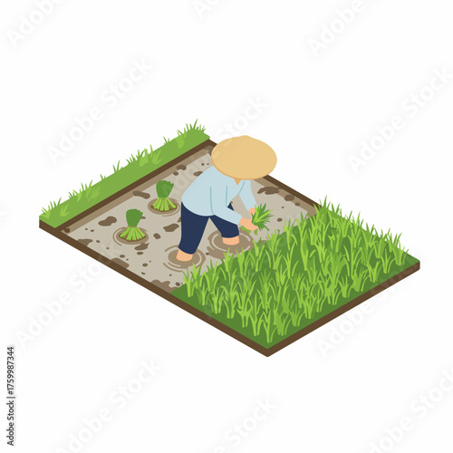 Isometric Human Planting Rice Field Illustration with Traditional Hat and Farming