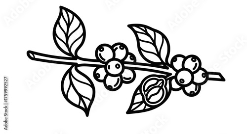 Elegant Black And White Line Art Illustration Of Coffee Plant Branch And Berries