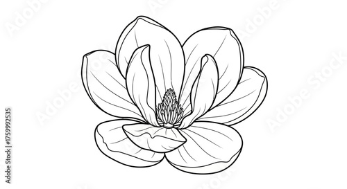 Elegant Black And White Magnolia Blossom In Full Bloom Against A Black Backdrop