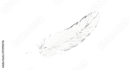 Elegant Feather Depiction On The Black Background Emphasizes Refinement And Grace