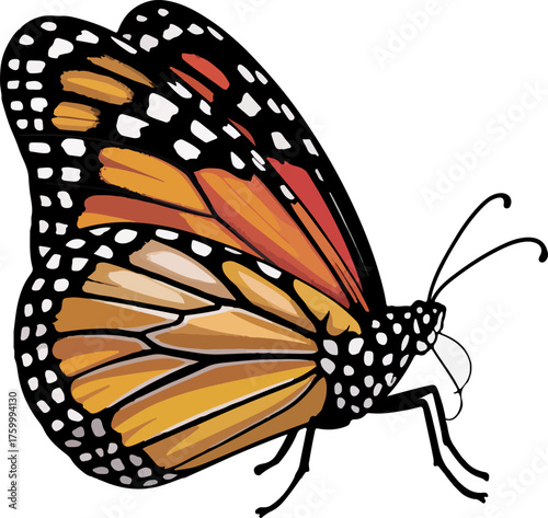 Detailed Illustration of a Monarch Butterfly with Vibrant Orange Wings