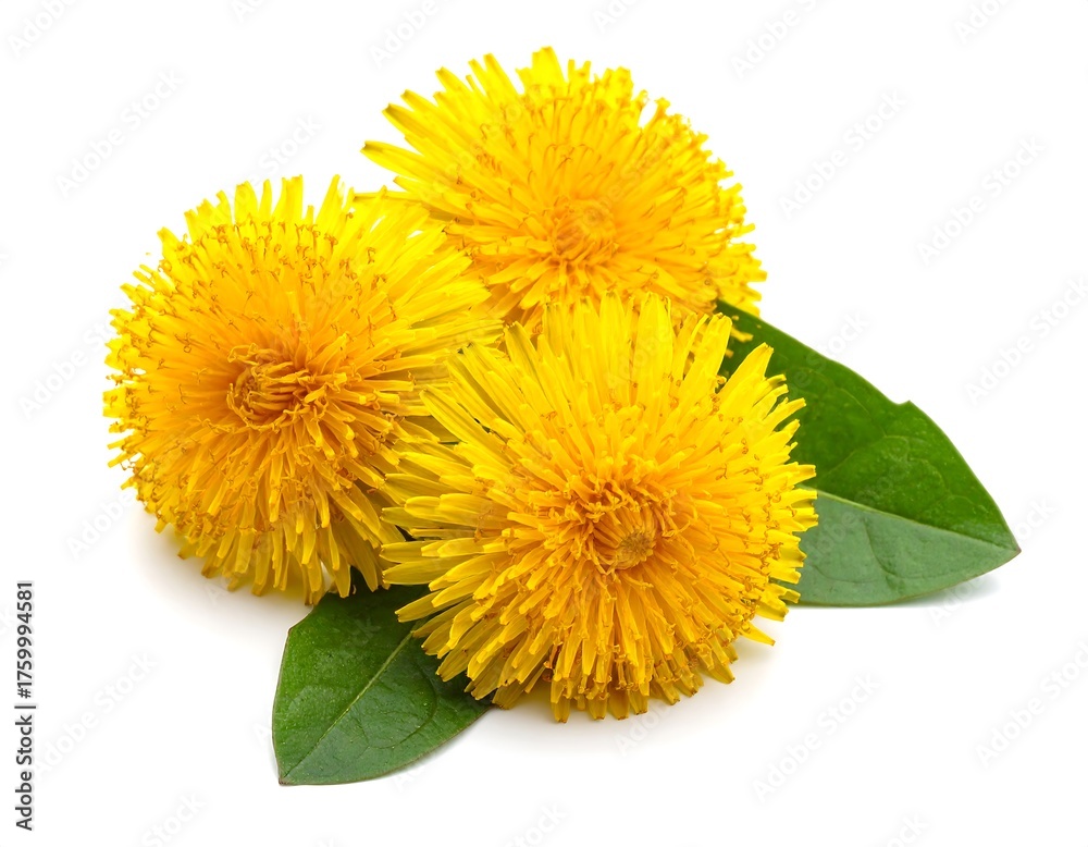 Naklejka premium Dandelion Blooms - A Trio of Yellow Flowers with Green Leaves.