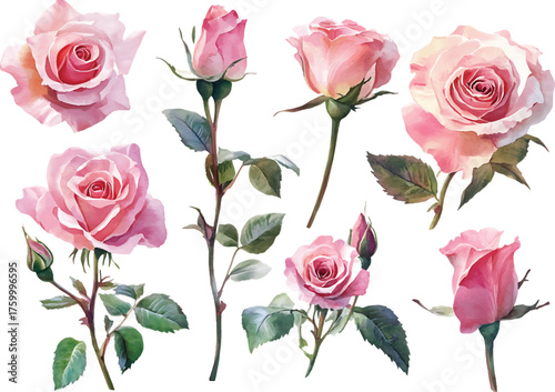 Vector art of watercolor painting of pink roses, showcasing delicate petals and vibrant green leaves watercolor design