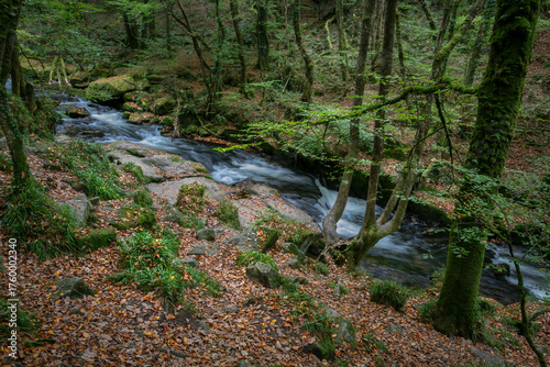 Golitha Falls National Nature Reserve
