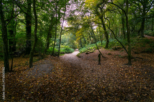Autumn golden carpet