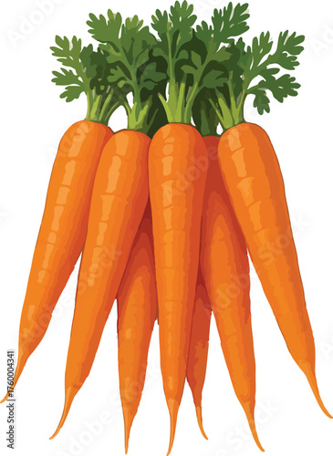 Bunch of fresh orange carrots with green tops vegetables