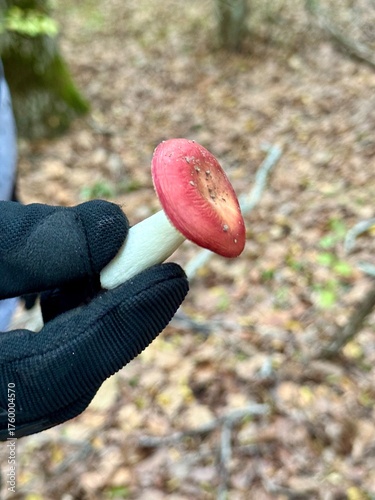 A person has a russula mushroom in his hands. High quality photo