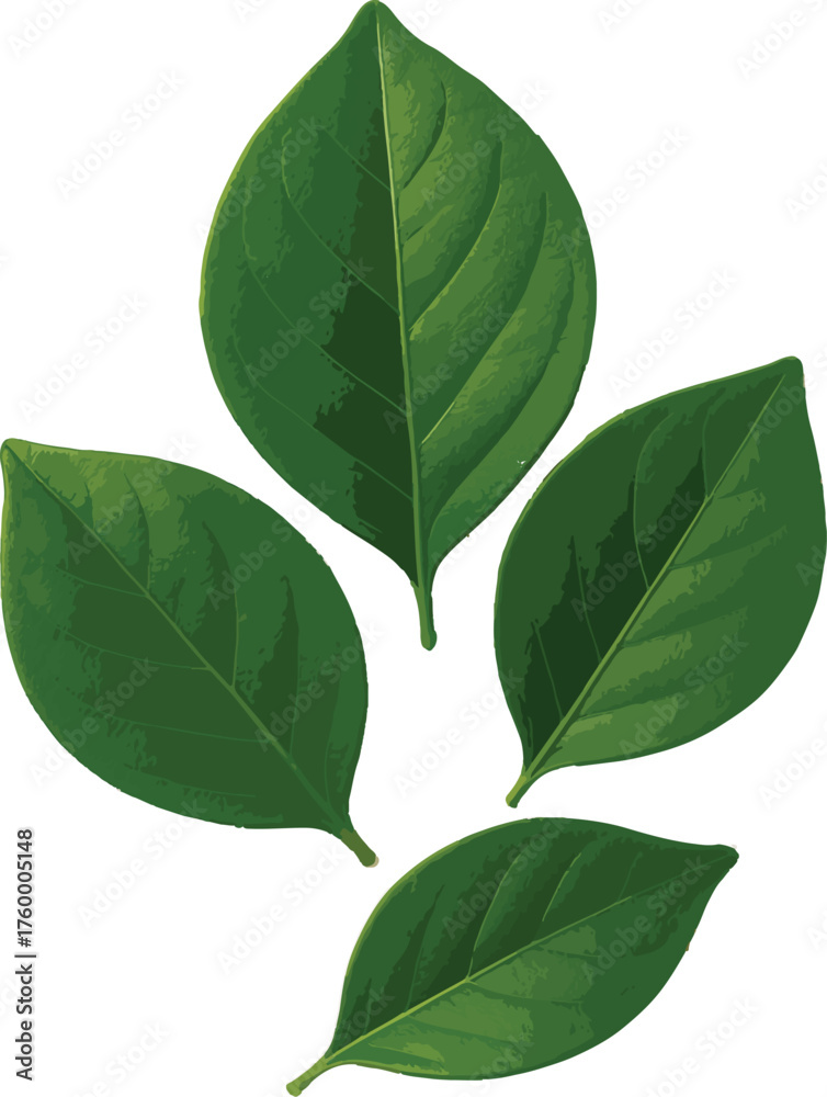 Fototapeta premium Four Green Leaves Isolated on White Background leaf