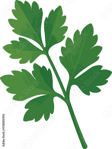 Green parsley sprig with textured leaves herb leaf